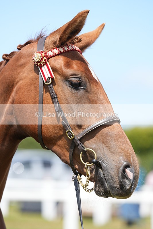 DSC06261 - Class 54: Hunter/Riding Horse/Hack 1 & 2 yr olds