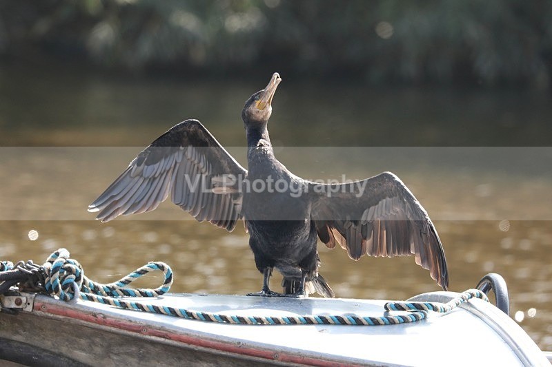 Cormorant 13 - Animals, Birds etc