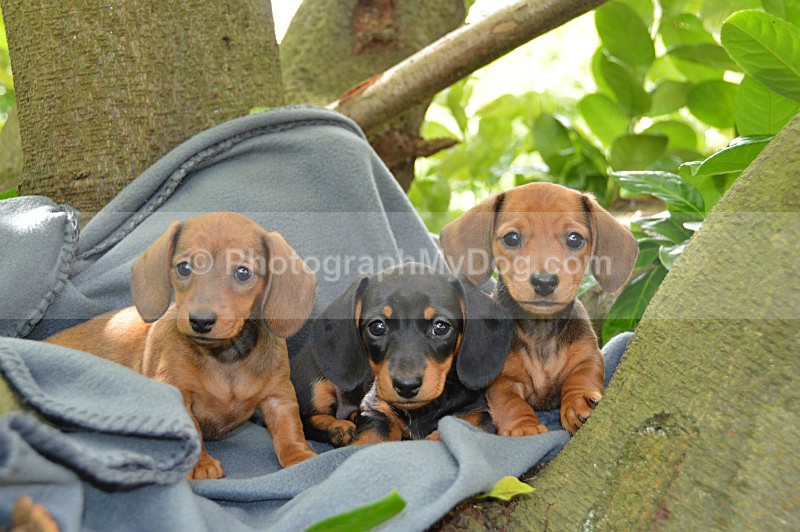  - Dachshunds