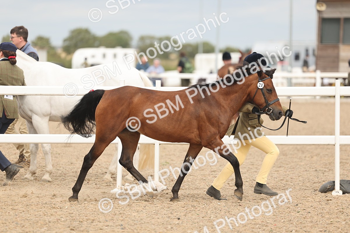 SBM_16968 - Class 312 - IH Competition Horse-Pony