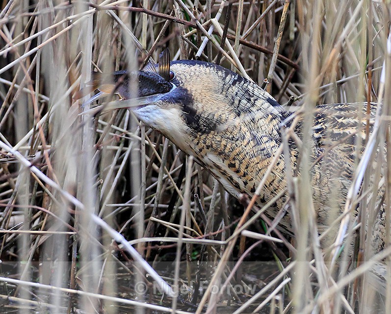Bittern swallowing a fish at Hatch Pond, Poole - Bittern