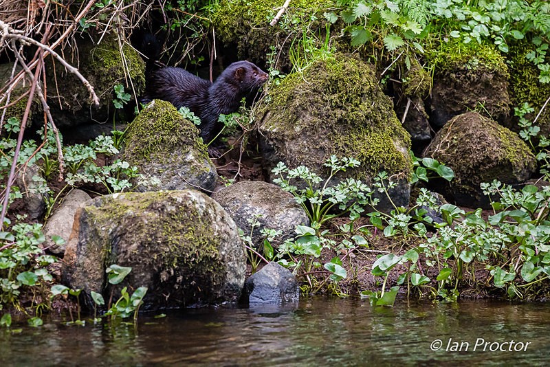 An American Mink in Ballymena! 2 - Nature