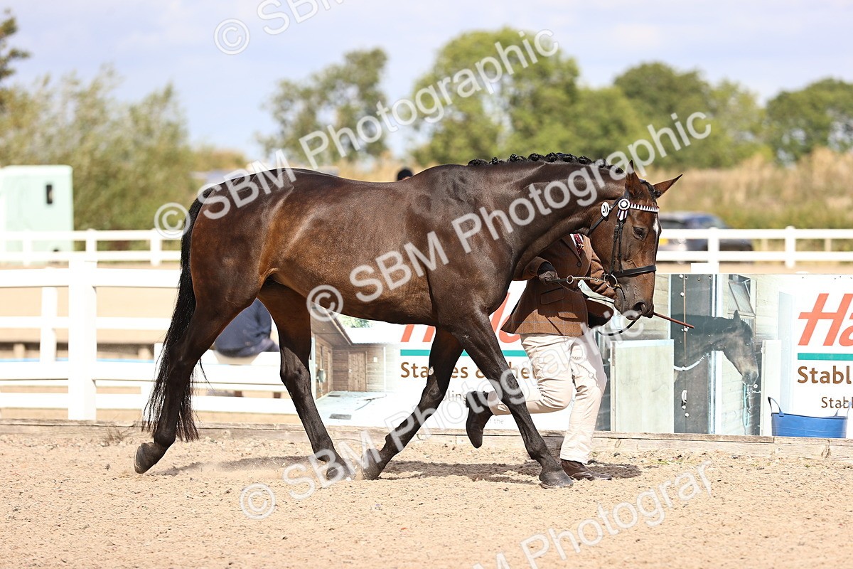 SBM_14288 - Class 411 - Prettiest Mare (IH OR Ridden) Adult