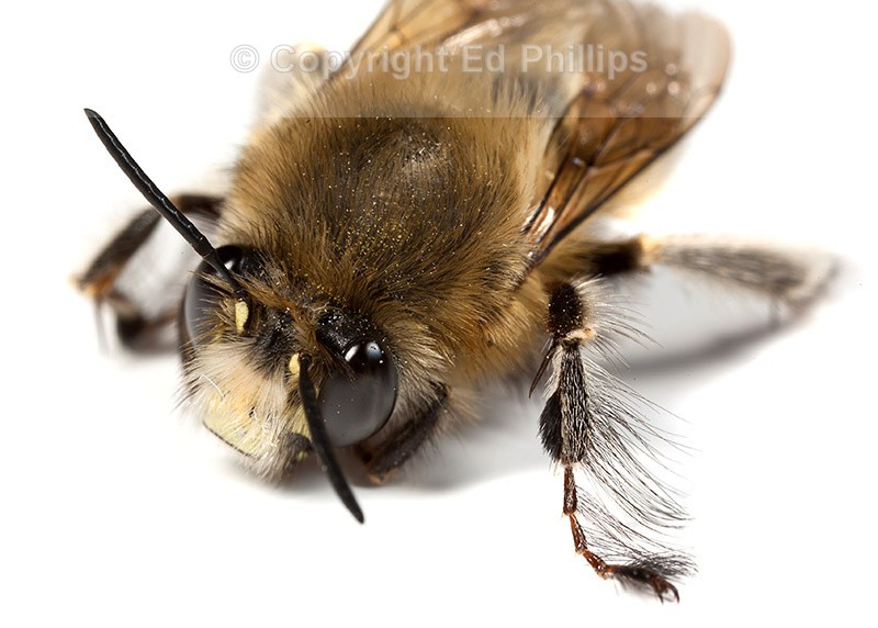 Anthophora plumipes (m)