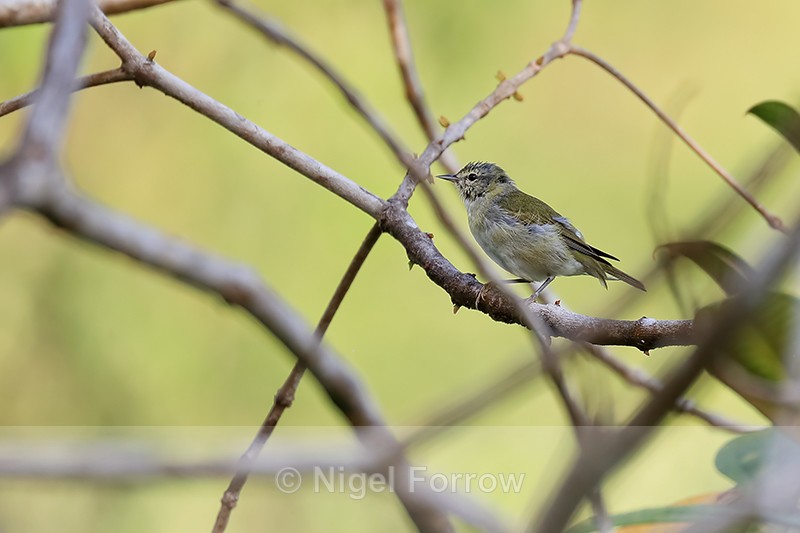 Tennessee Warbler, Osa, Costa Rica - Tennessee Warbler