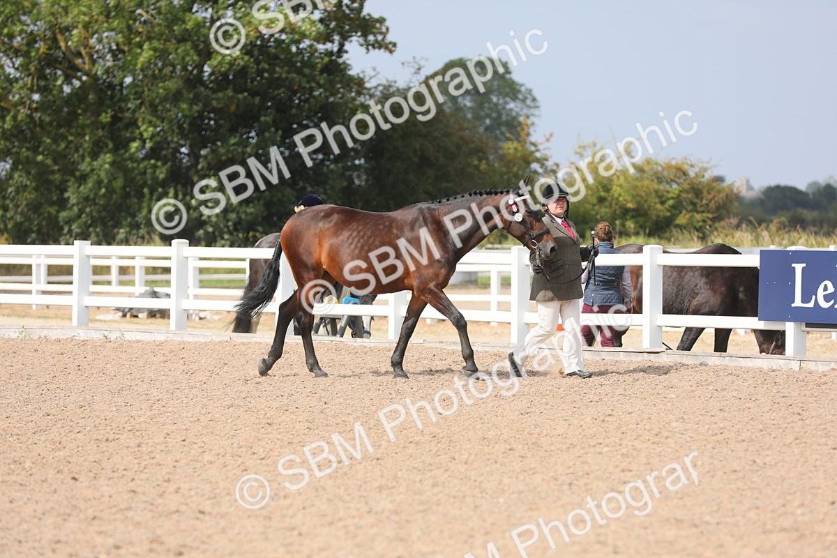 SBM_15661 - Class 312 IH Competition Horse/Pony