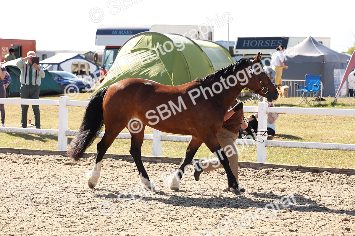 SBM_14076 - Class 207 - IH M&M