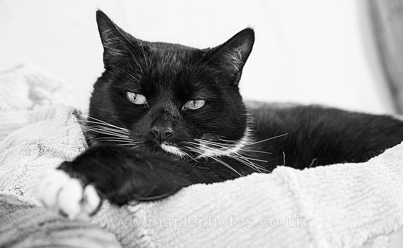 Sofa Cat - Cats