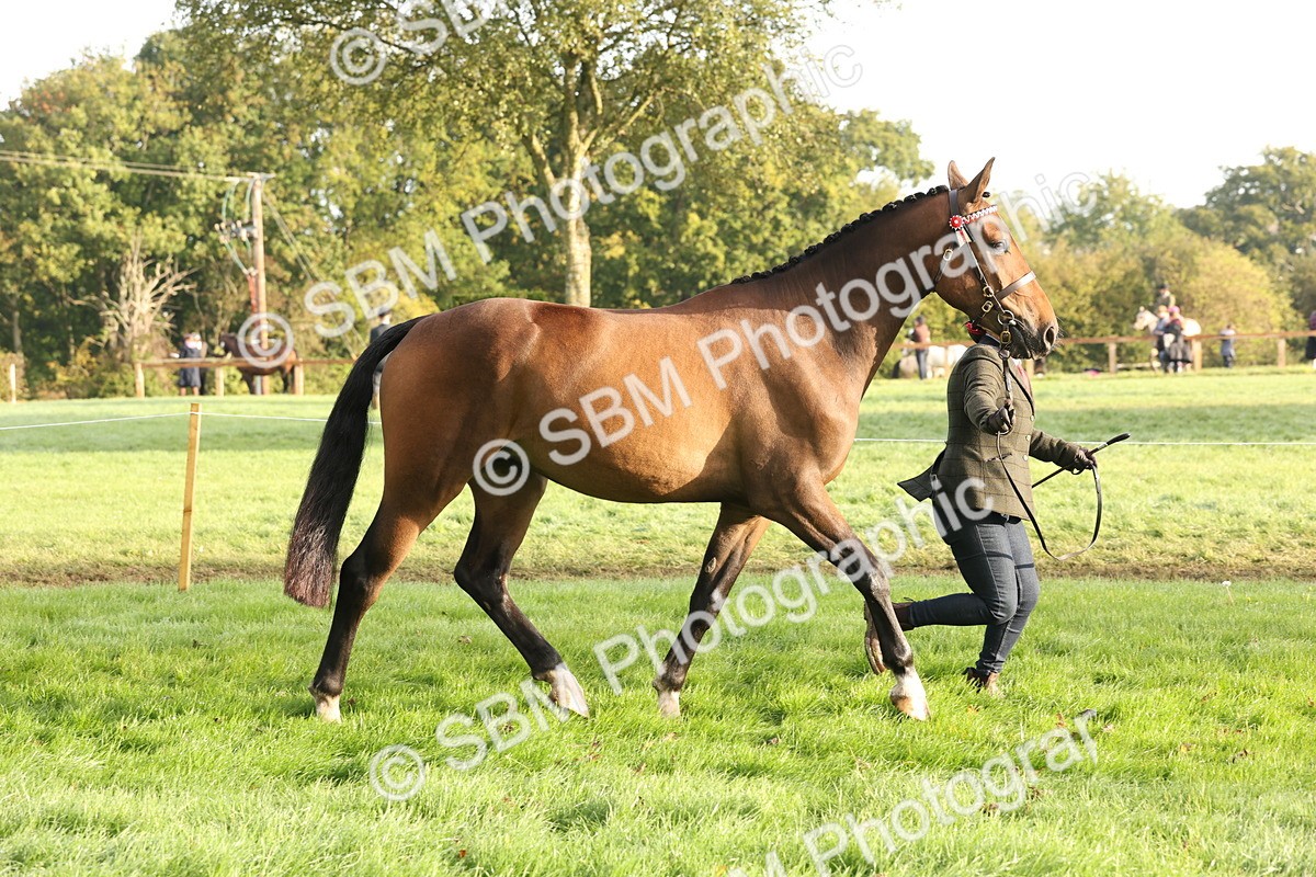 SBM_54958 - S52 - Riding Horse & Hack & thoroughbred In Hand