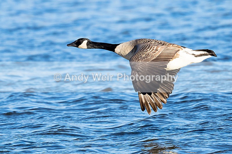 20151121-8E0A1720 - Geese