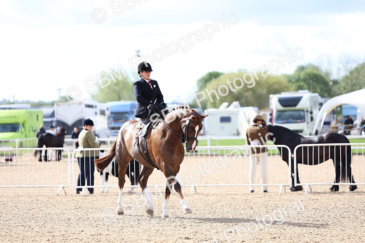 SBM_10798 - Class 305 - Ridden Foreign Breeds - Pure Bred