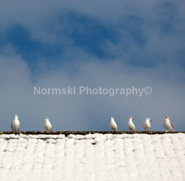 SNOW WAY - Reportage