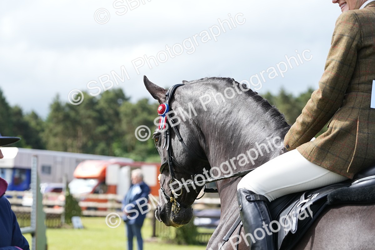 SBM_12879 - Class 99 - RIHS SEIB Working Show Horse