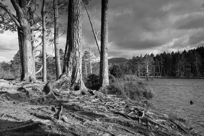 Loch Mallachie, near Aviemore,Cairngorms. - Scotland