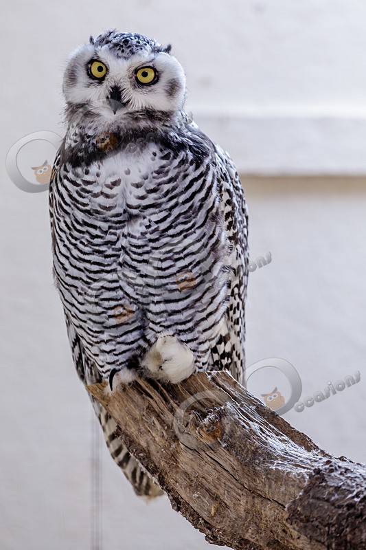snowy owl Bubo scandiacus-7423 - Owls of the World