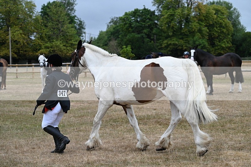 WJ7_0059 - Class 5a Most Handsome Gelding (above 14.2hh)