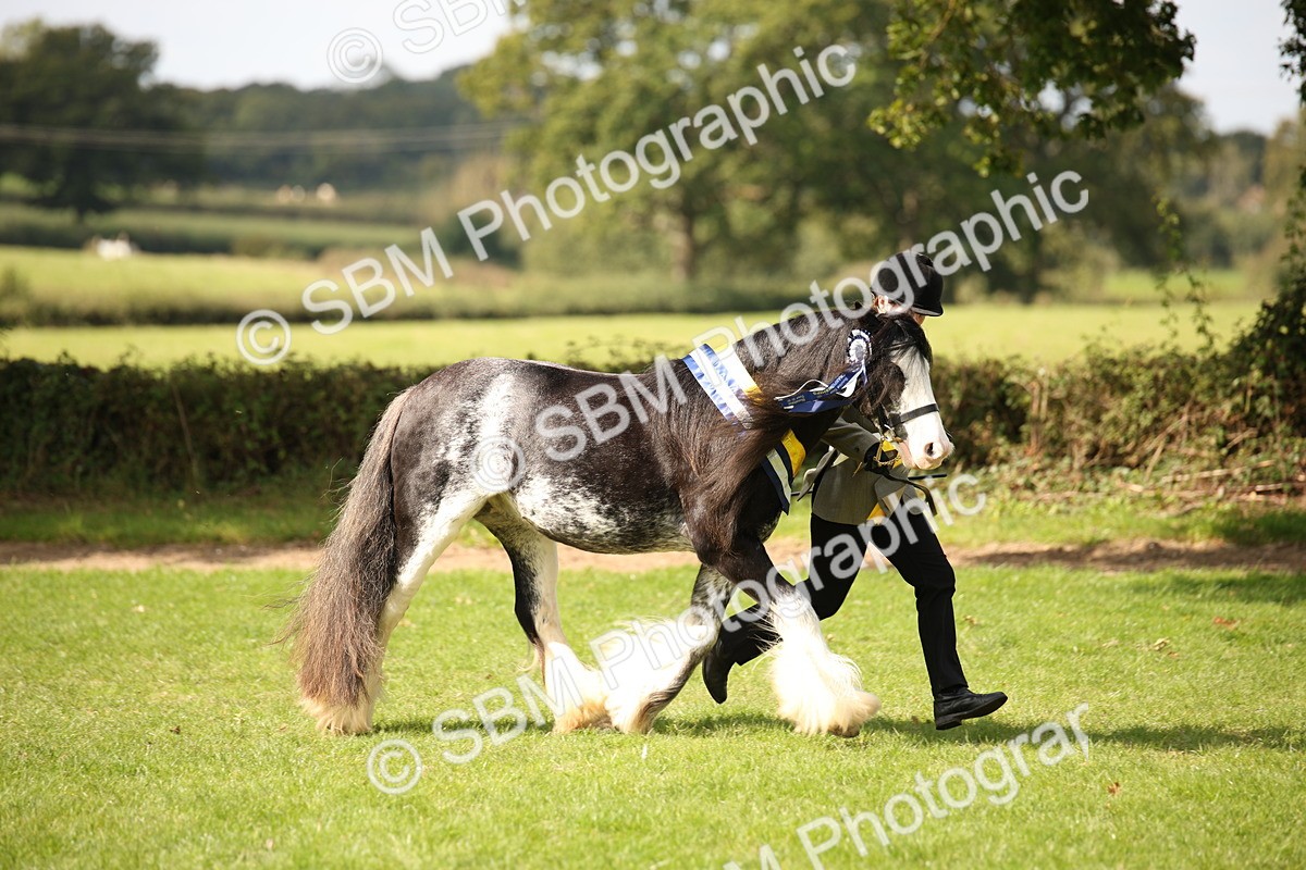 SBM_62977 - In Hand Horse Supreme Championship