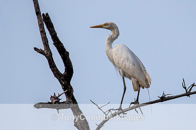 Intermediate Egret - The Gambia