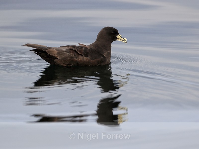 White-chinned Petrel reflection, Pacific Ocean, Chile - White-chinned Petrel