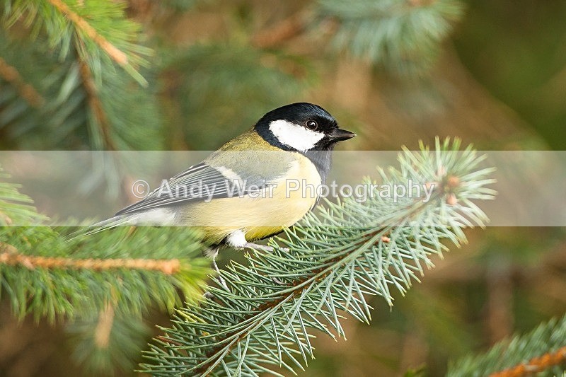 20121020-_MG_0503 - Great Tit