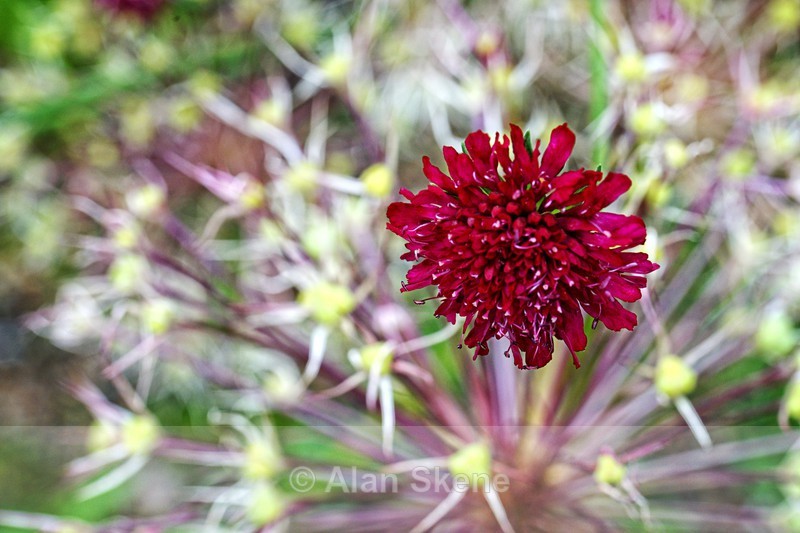 DSC09147 - Flora