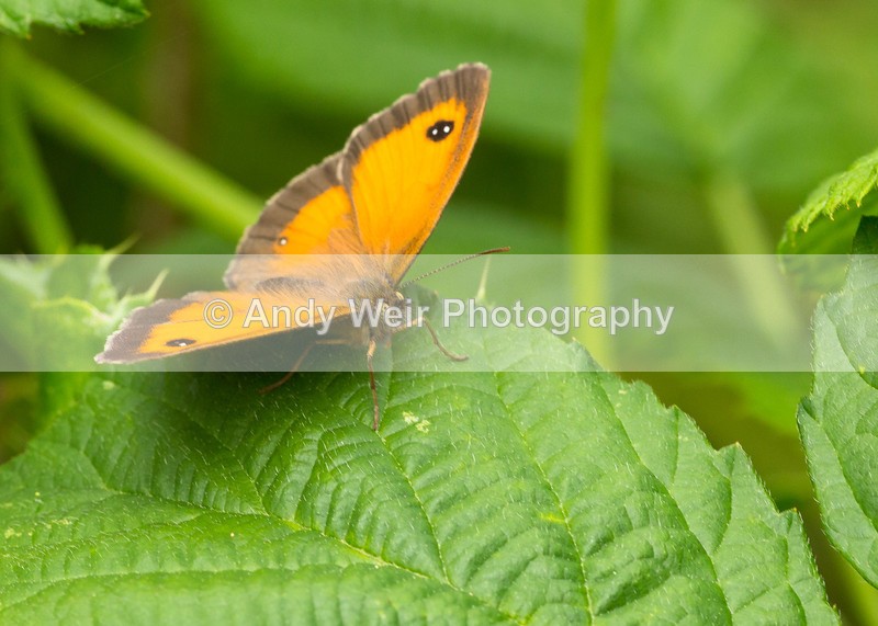 20160726-3K8A5984 - Butterflies & Moths