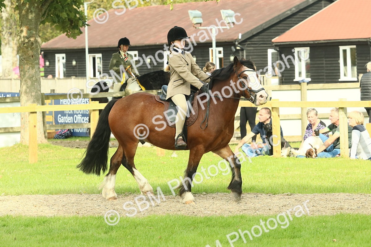 SBM_69016 - S58 - Mini Show Cob Ridden