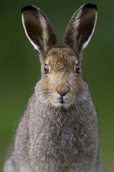 Mountain Hare, Isle of Mull - ISLE OF MULL WILDLIFE, Wildlife images from the Inner Hebrides