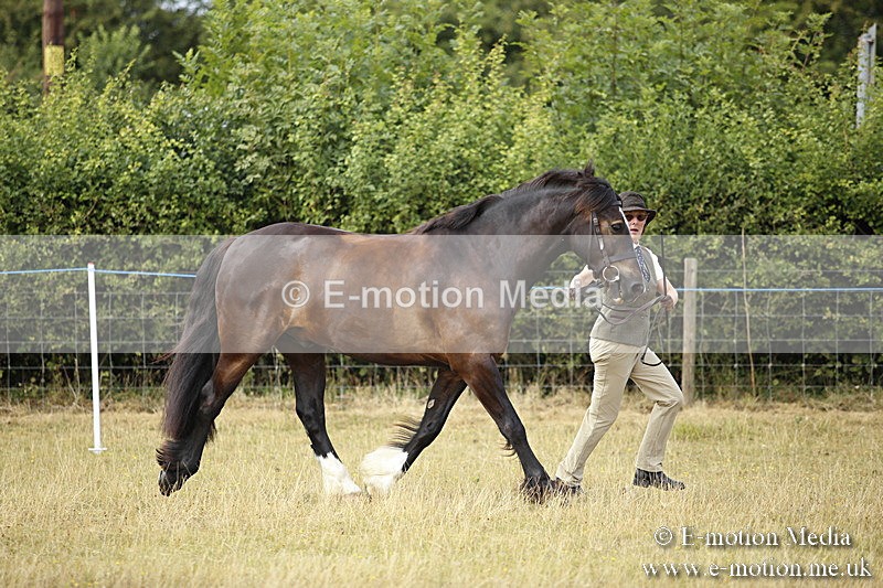 _C7A9575 - BVRC Sow 2018 Ring 2