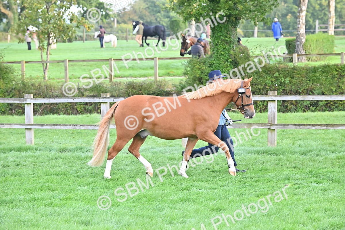 SBM_54607 - S44 - Youngstock In Hand