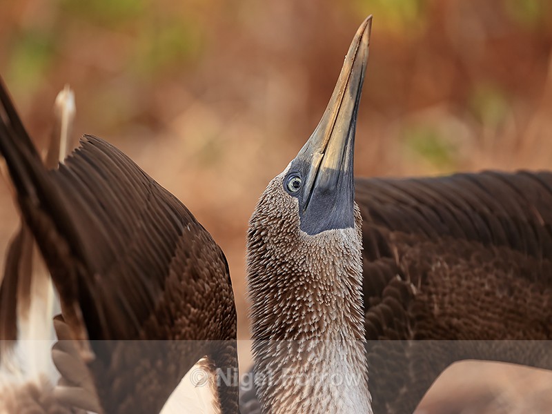 Blue-footed Booby courtship close view, Isla Lobos, Galapagos - Blue-footed Booby