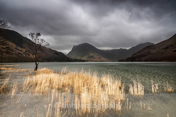 Reeds on Buttermere. - Lakedistrict