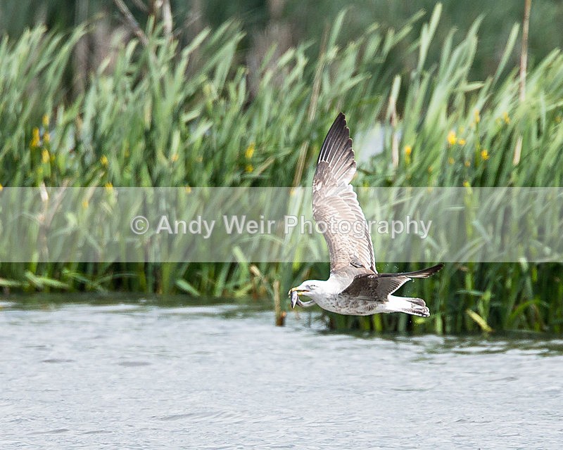20140511-3K8A1146 - Gulls