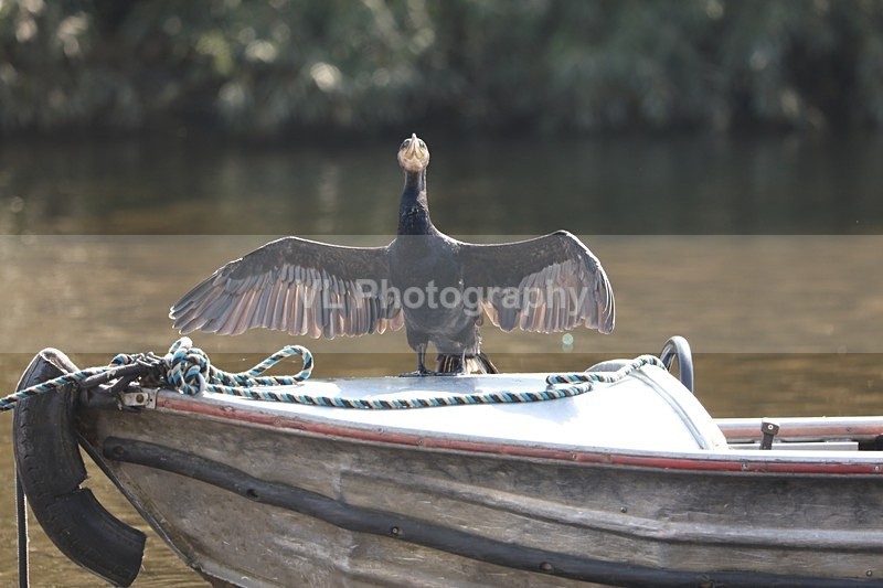 Cormorant 4 - Animals, Birds etc