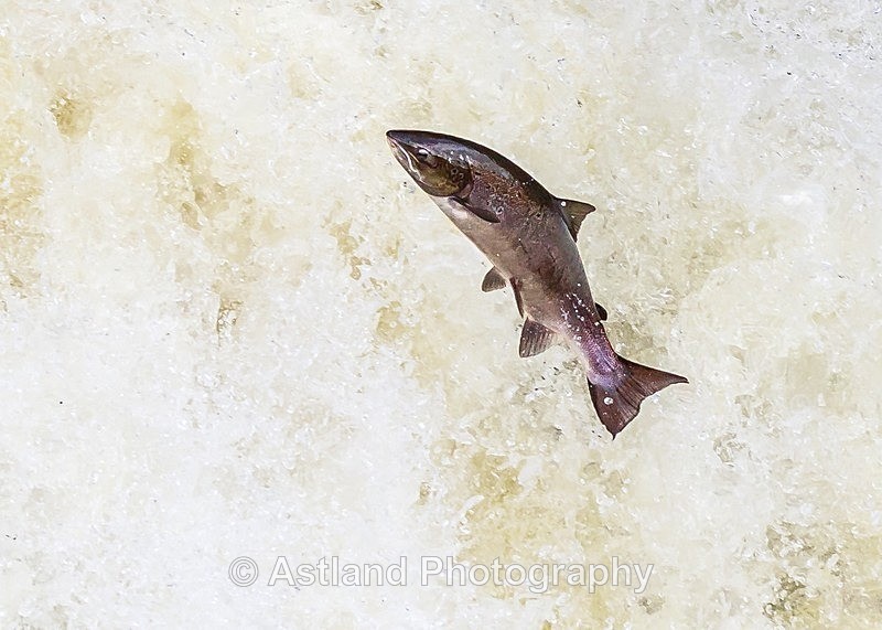 Astland Photography, Bird and Wildlife Images, Susan and Peter Wilson, U.K.