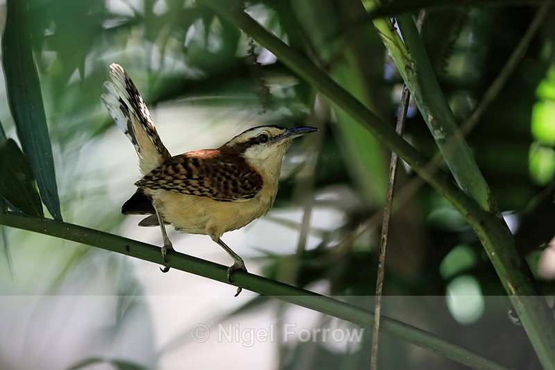 Rufous-backed Wren close view, Heredia, Costa Rica - Rufous-backed Wren