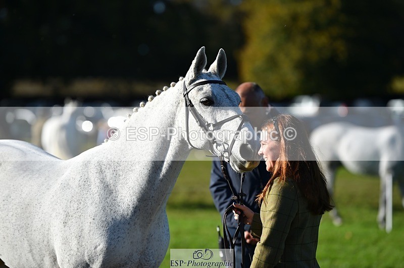 231022-103408-22569 - 457-KILLOUGHTER.GOLD.DUST-Olivia.McDonald-TrotUp+SJ
