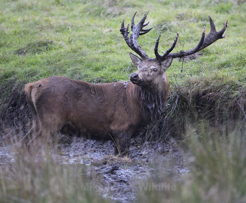 _H5X8846 Red Deer 'Rut' 2015 - New Deer Rut  2015
