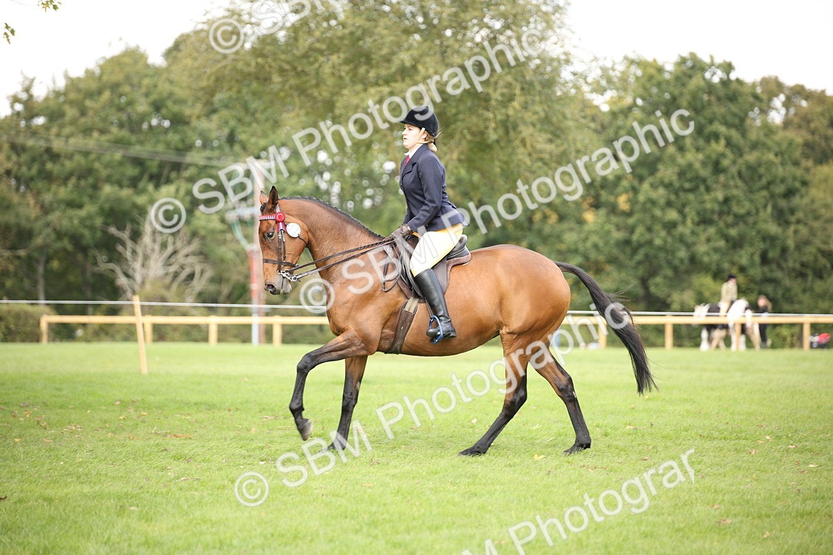 SBM_65949 - S64 - Riding Horse & Hack & Thoroughbred Ridden