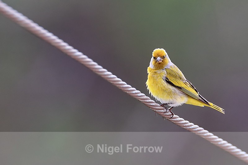 Cape Canary perched on cable, Simon's Town, South Africa - Cape Canary