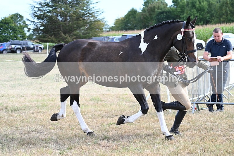 WJ7_8266 - In-hand Championship