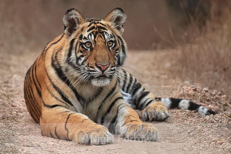 Tiger cub alert laying on road, Bandhavgarh, Madhya Pradesh, India - Tiger