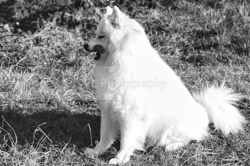 Samoyed - Animals and Birds