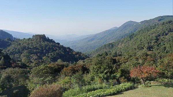 Magoebaskloof, Limpopo Province, Sth Africa - LANDSCAPES & TREES