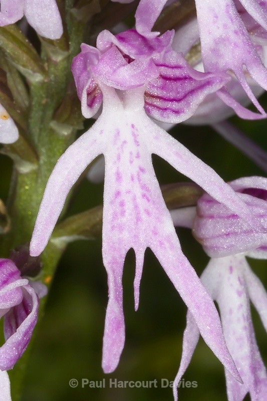  - Orchids - Orchis