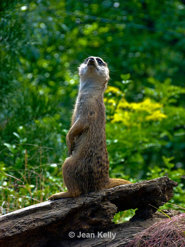 Meerkat - P1070325 - Meerkats
