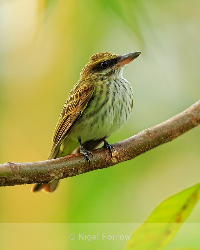Streaked Flycatcher perched, Manuel Antonio, Costa Rica - Streaked Flycatcher