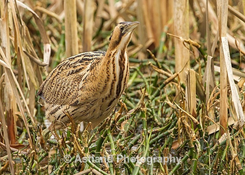 Astland Photography, Bird and Wildlife Images, Susan and Peter Wilson, U.K.