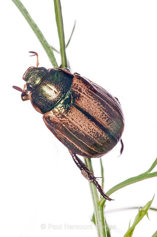 Chafer Beetle (Protaetia (Netocia) cuprea) MYN - Small Creatures - WB