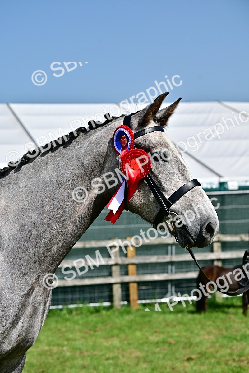 SBM_03373 - Class 50 - 54 Light Horse Breeding